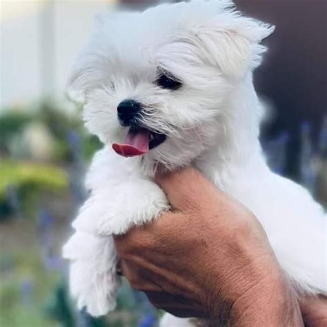 maltese near me|maltese free to good home.